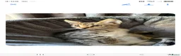Savannah cats for sale: SAVANNAH X MAINE COON KITTENS EXCEPTIONAL QUALITY - Advert 3