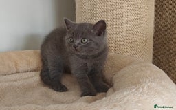 British Shorthair cats for sale: British shorthair blue/lilac kittens  - Image 2