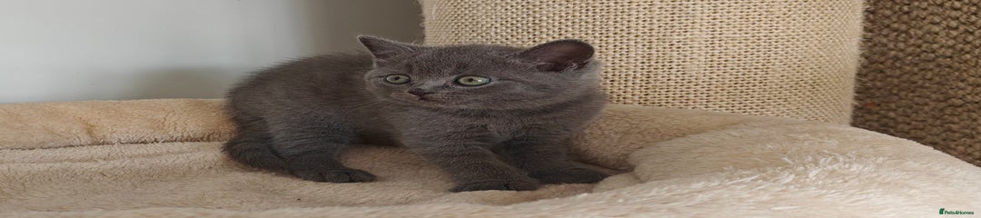 British Shorthair Kitten purple boy 