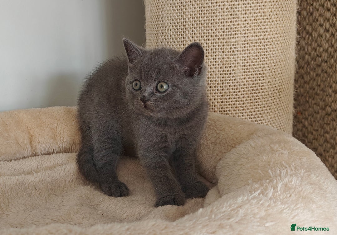 British Shorthair cats for sale: British shorthair blue/lilac kittens  - Image 2