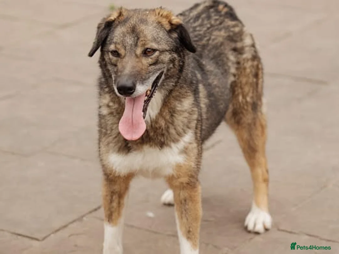Mixed Breed dogs for adoption: ❤️Binky❤️3 yo smart&playful girl, medium knee size - Advert 7