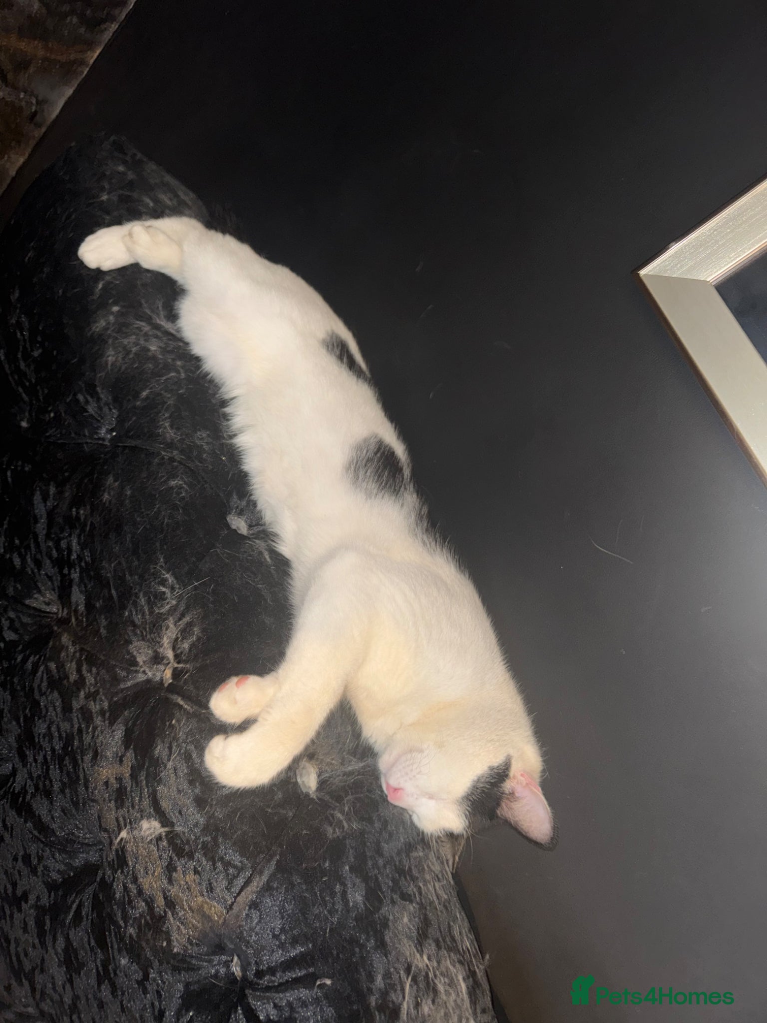 Mixed Breed cats 1 year old male  - Advert 5