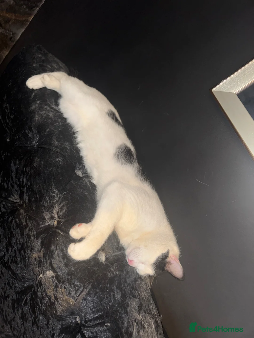 Mixed Breed cats for sale: 1 year old male  in Chelmsford - Advert 1