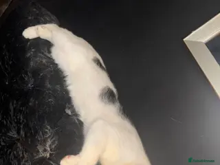 Mixed Breed cats 1 year old male - Advert 5