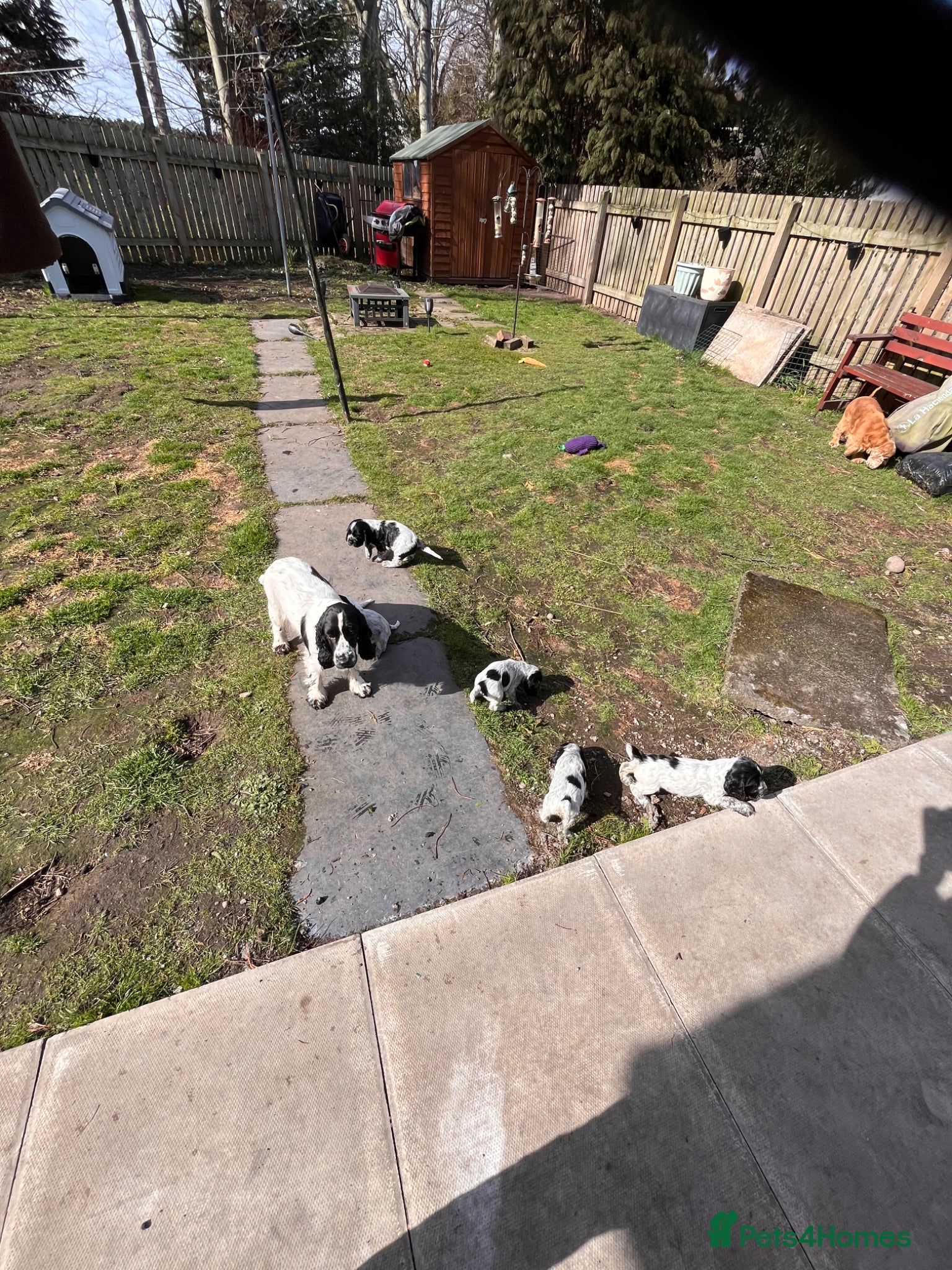 Cocker Spaniel dogs Blue Roan Cocker Spaniel puppies - Advert 2