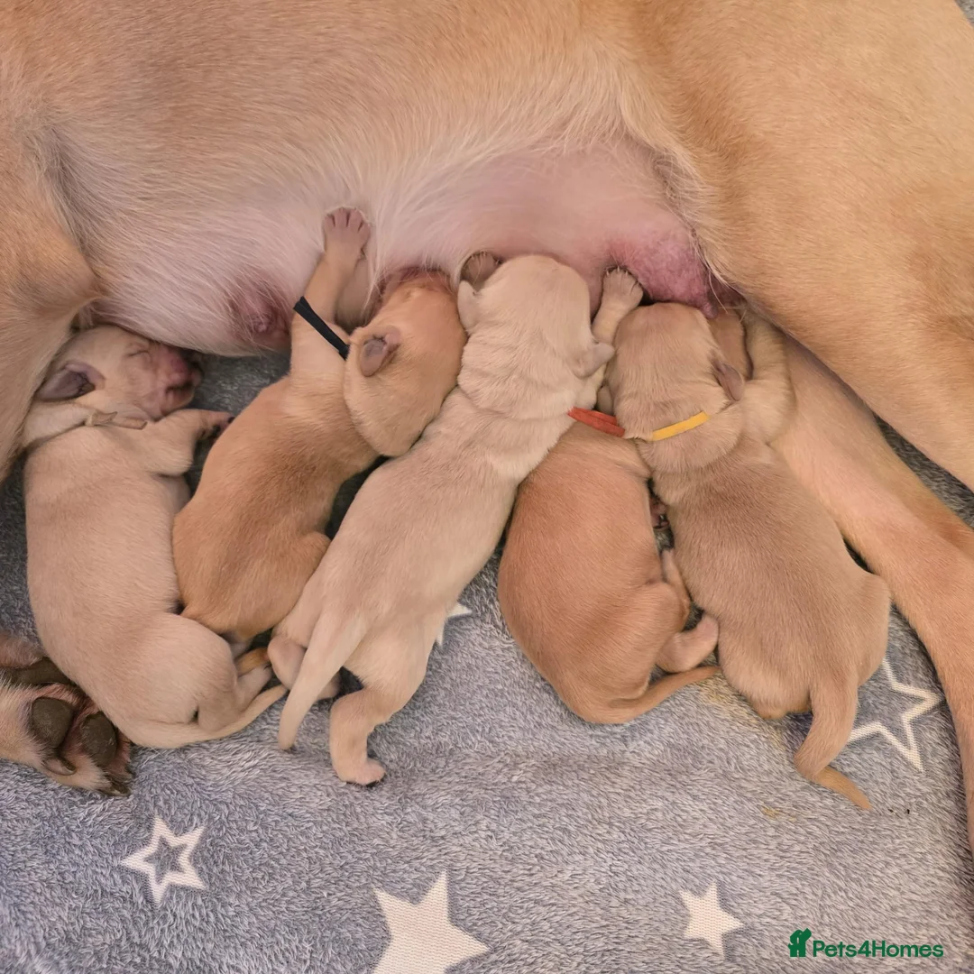 Golden Retriever dogs for sale: Golden Retriever / Goldardor Puppies - Advert 11