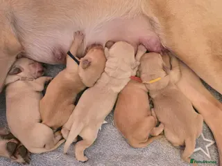 Golden Retriever dogs Golden Retriever / Goldardor Puppies - Advert 2