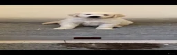 Golden Retriever dogs for sale: Cream Boys From Health Tested Parents  - Advert 4