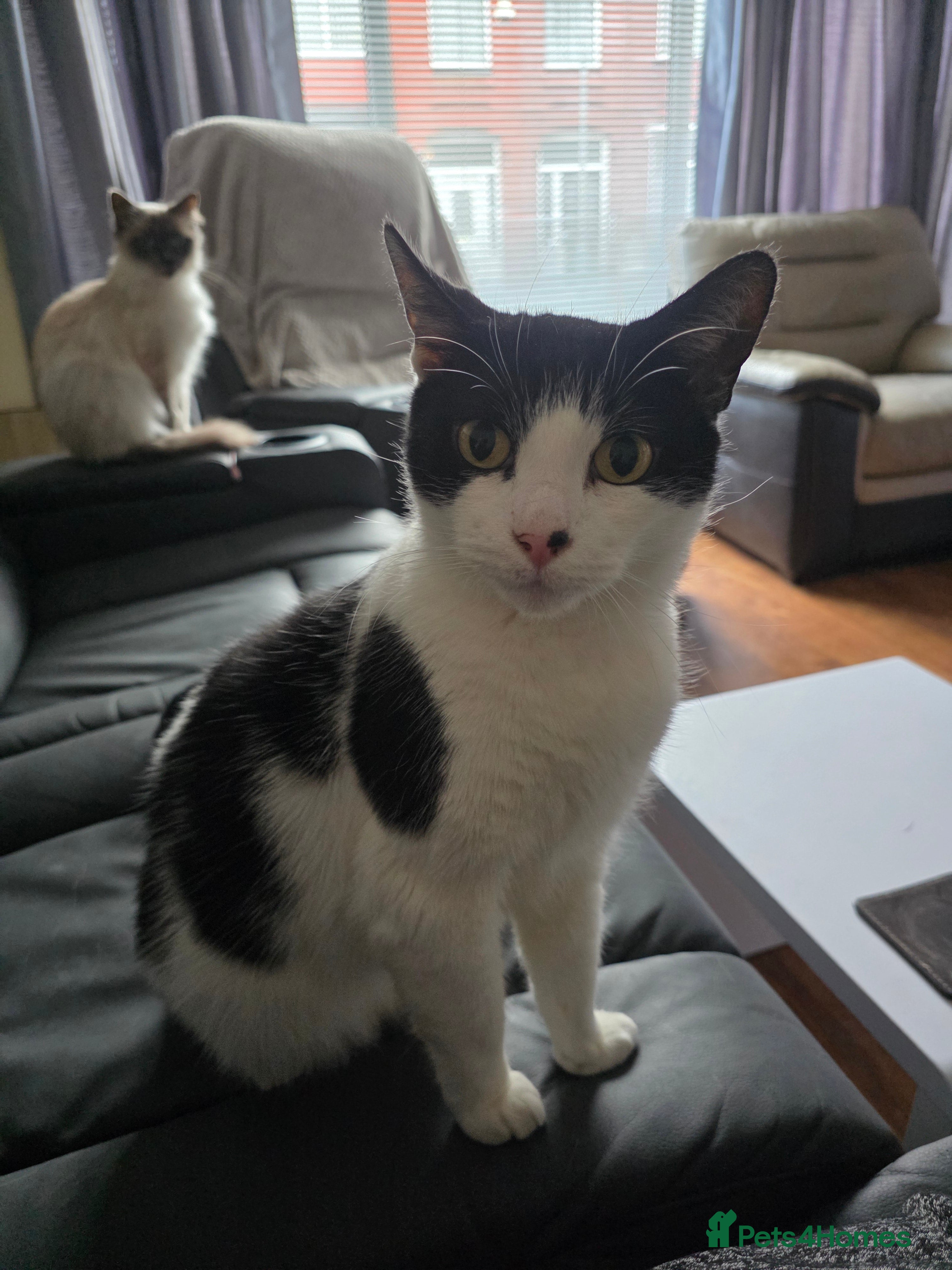 Mixed Breed cats Loving home needed - Advert 1