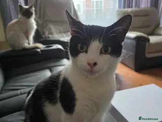 Mixed Breed cats Loving home needed - Advert 1