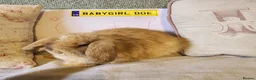 Mini Lop rabbits for sale: Stunning Mini Lops from Keeper's Mini Lops  - Advert 4