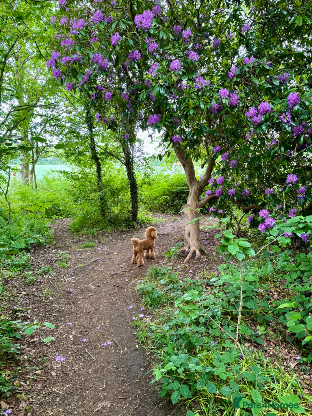 Toy Poodle dogs for sale: Loving Home Wanted for Toy Poodle Callie - Advert 1