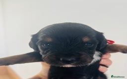 Sprocker dogs for sale: Sprocker/Cocker Puppies - Image 15