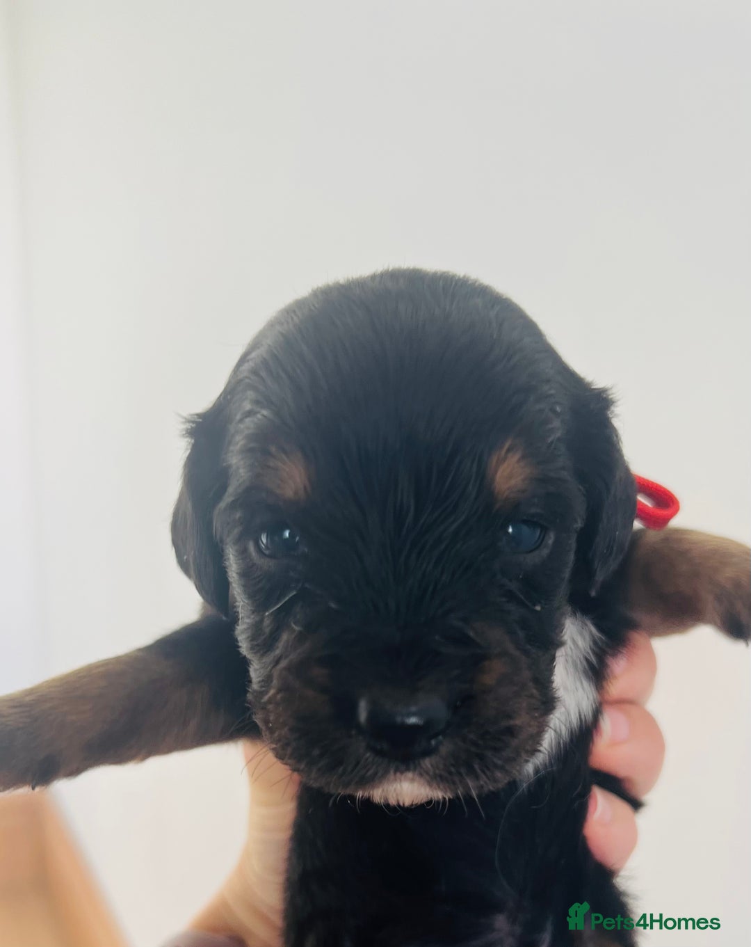 Sprocker dogs for sale: Sprocker/Cocker Puppies - Image 15