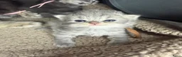 Persian cats for sale: Beautiful Persian babies in Bradford - Advert 16