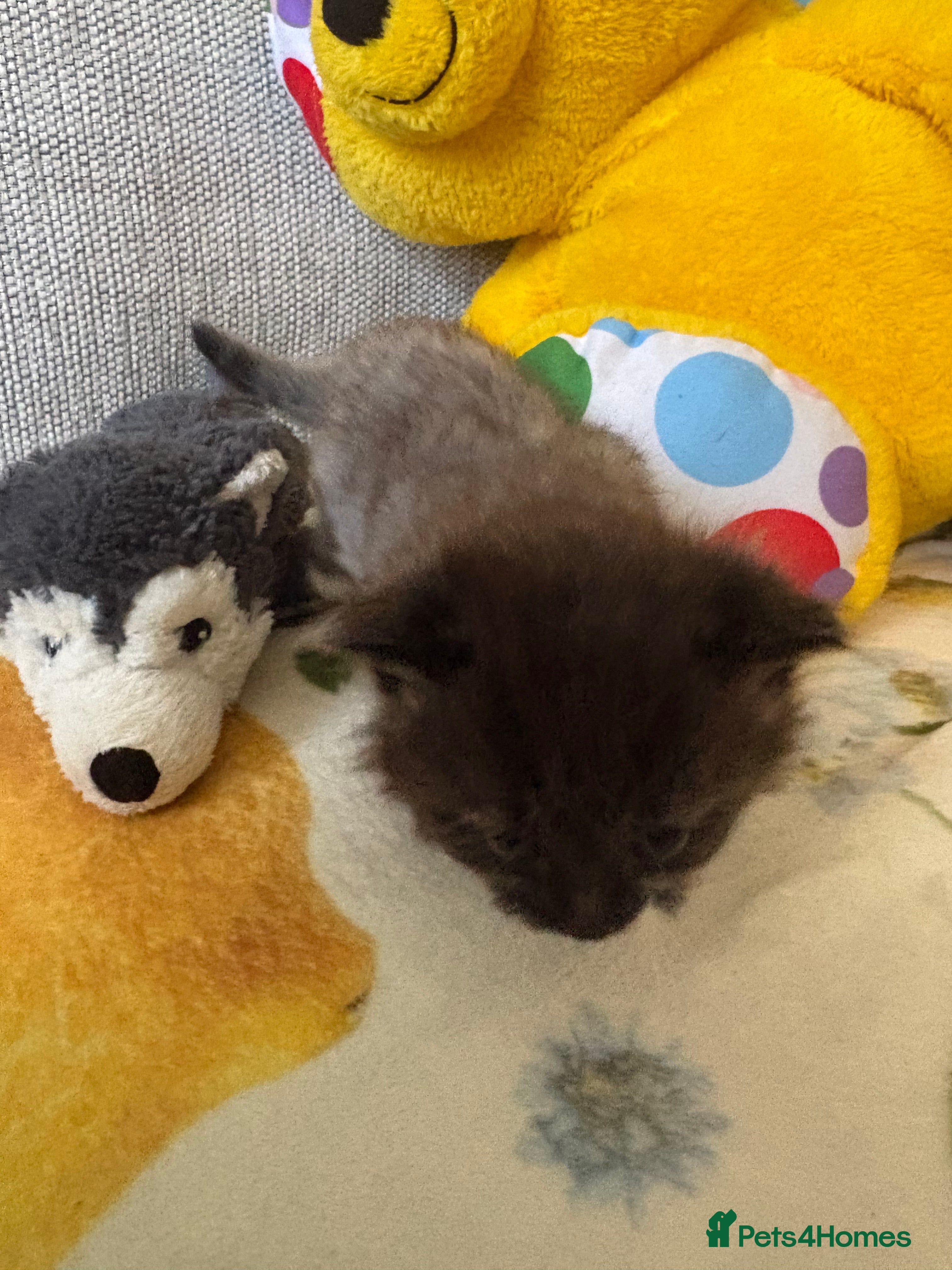 Mixed Breed cats Little kittens 2 males and 2 females  - Advert 2