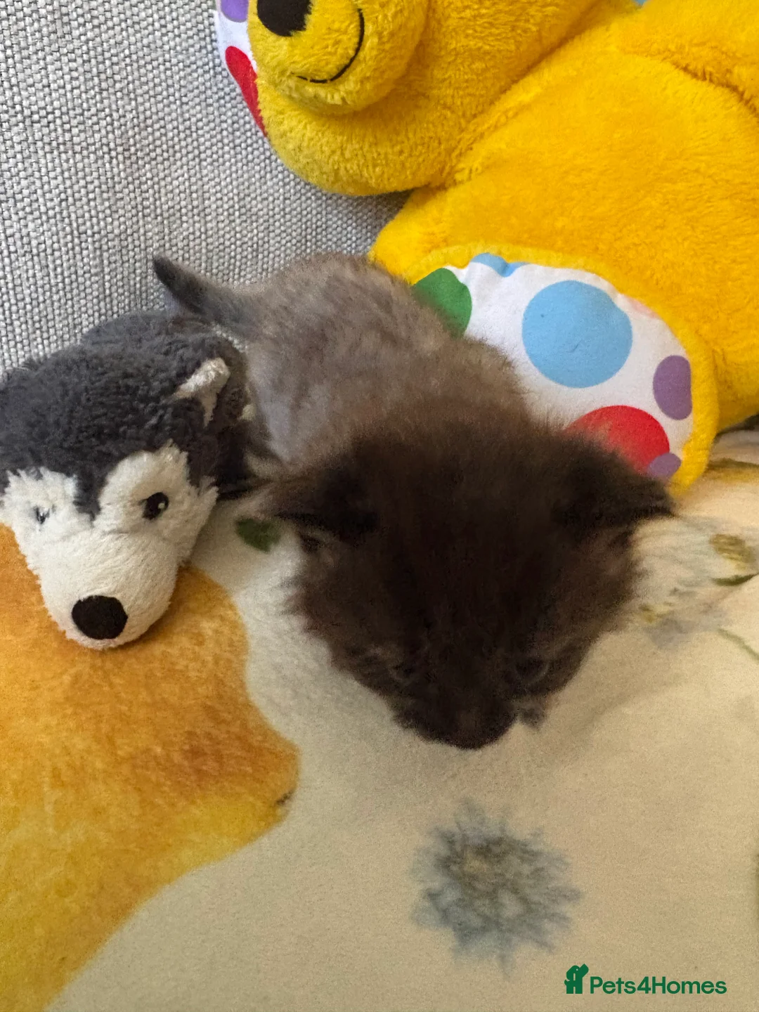 Mixed Breed cats for sale: Little kittens 2 males and 2 females  - Advert 1