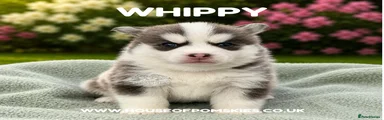 Whippy