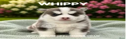 Pomsky dogs for sale: F4 Pomsky Puppies  - Advert 35