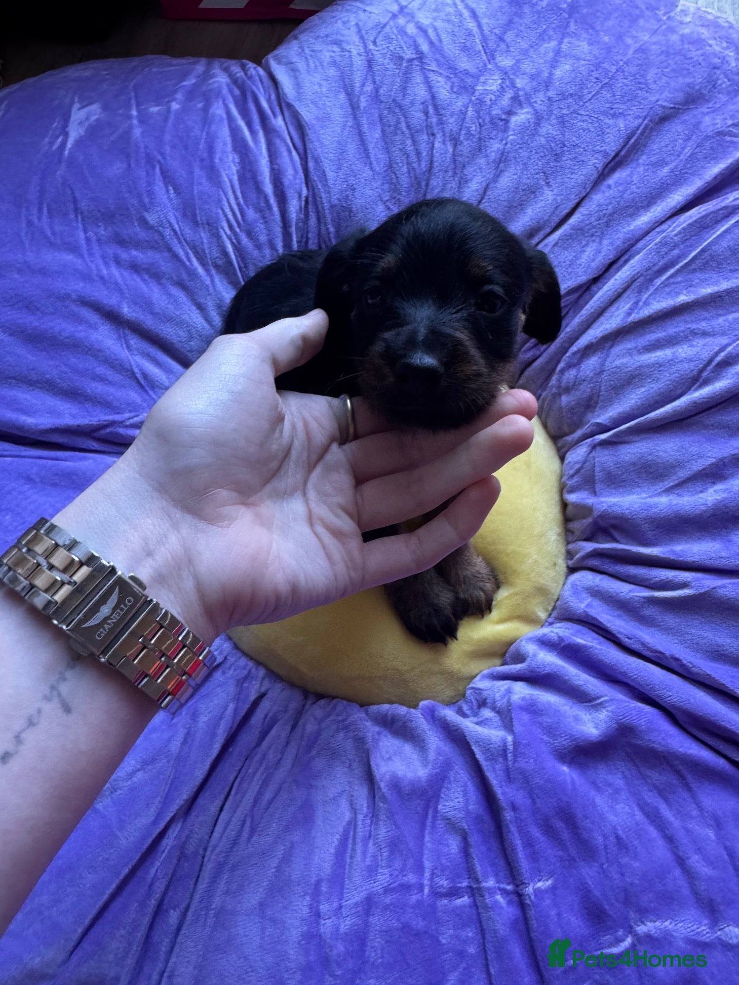 Mixed Breed dogs Doxipoo puppy’s for sale - Advert 3
