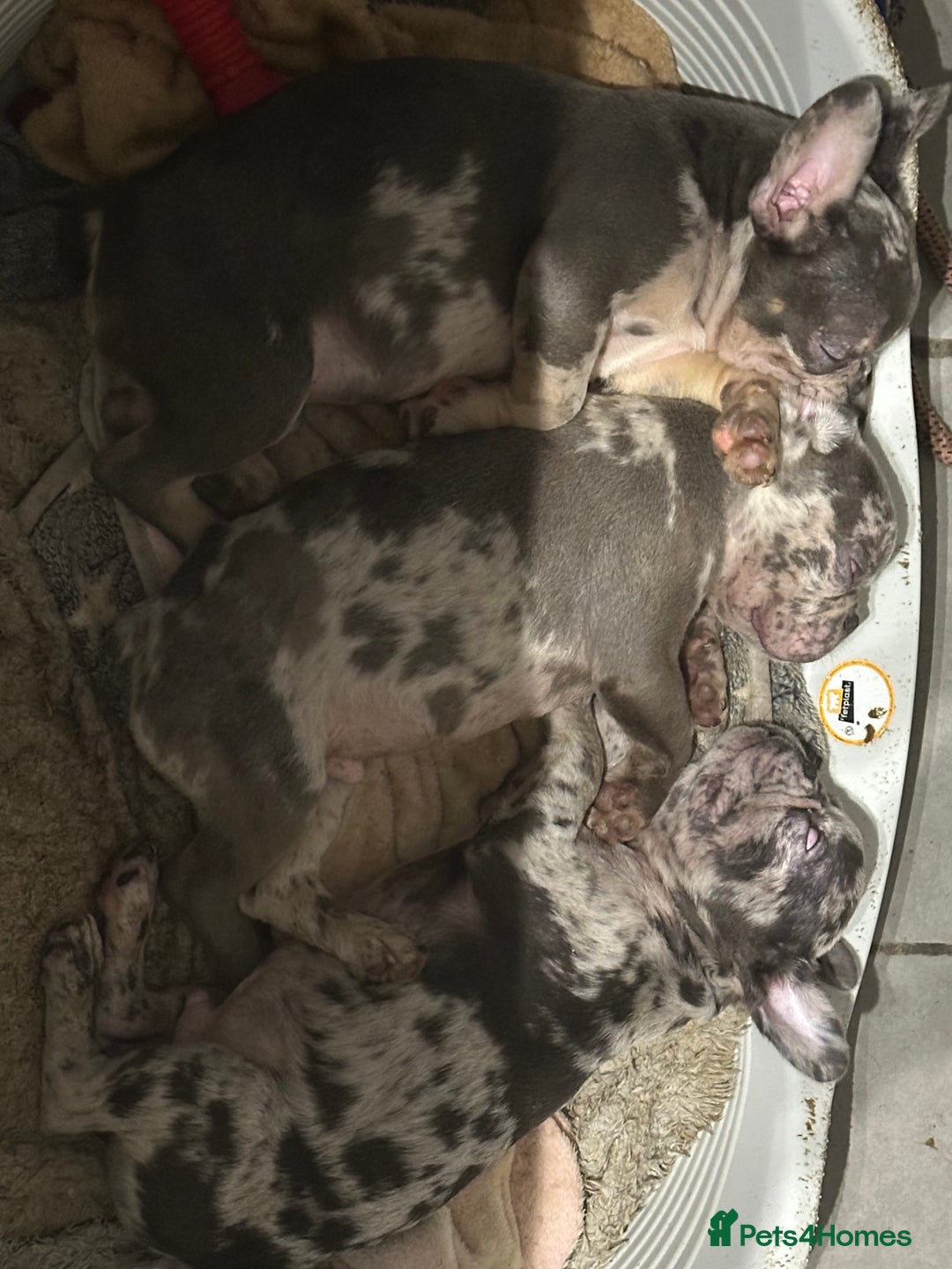 French Bulldog dogs for sale: Lilac carrying fluffy  - Advert 13