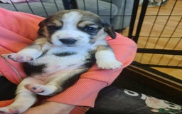 Beagle dogs for sale: Loyal Beagle Puppies Leaving Soon. - Image 5