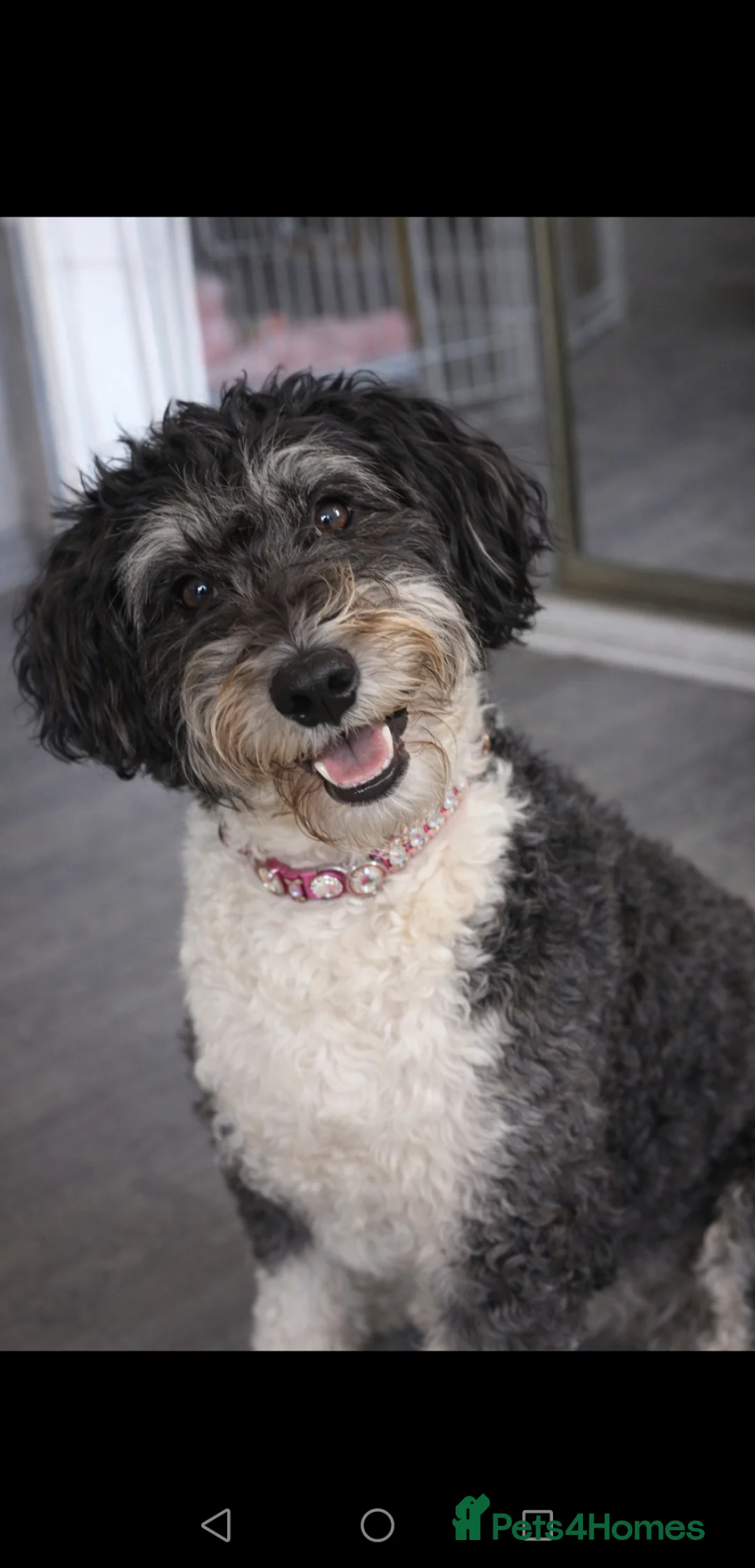 Mixed Breed dogs for sale: Double doodle Puppies in Banff - Advert 2