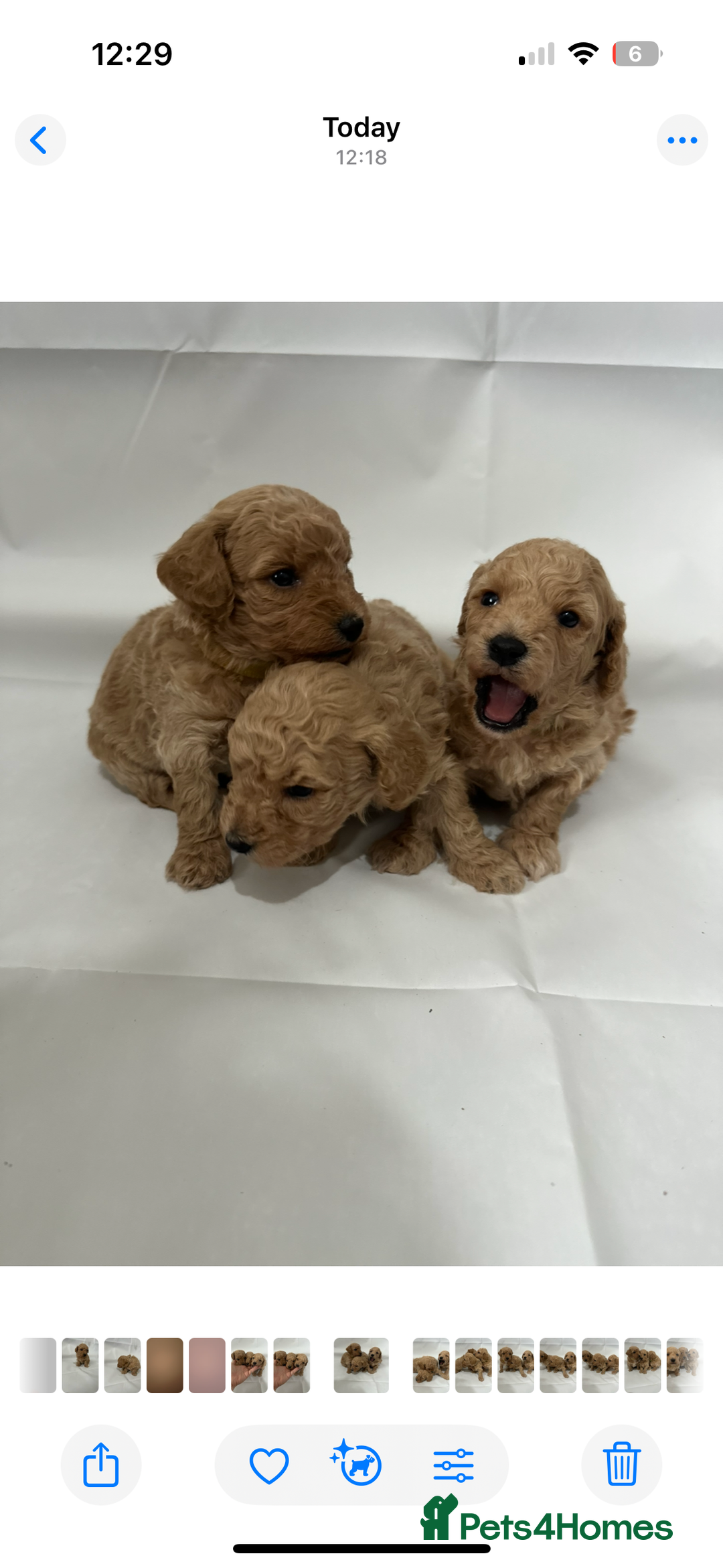 Poochon dogs for sale: F1 Poochon Puppies - 1 boy left - Image 12