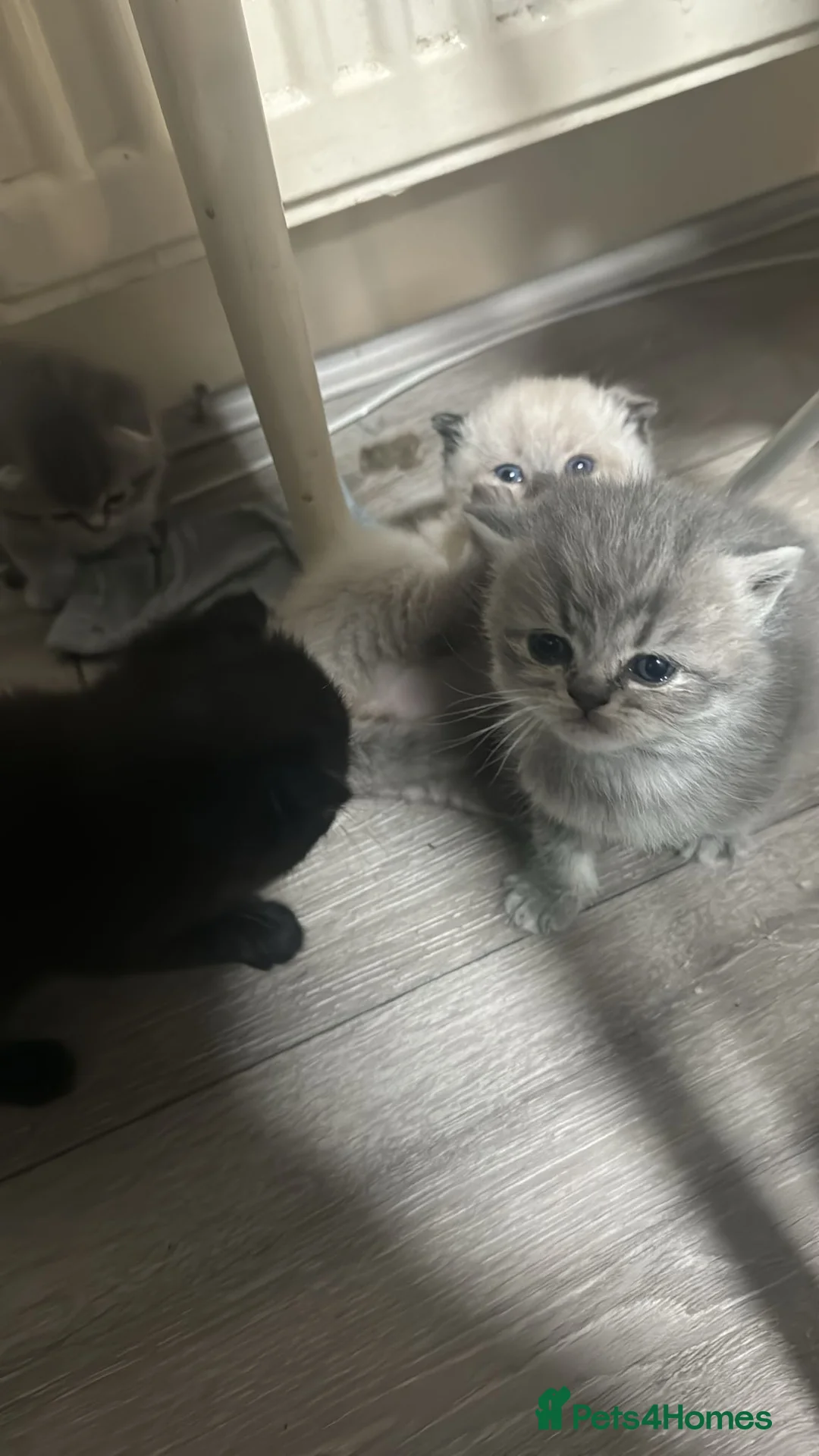 Scottish Fold cats for sale: Scottish fold kittens  - Advert 2