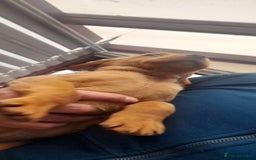 Labrador Retriever dogs for sale: Red fox labrador puppy Female ready to leave  - Image 7