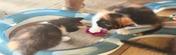 Mixed Breed cats for sale: GORGEOUS MAINE COON X PERSIAN KITTENS  - Advert 29