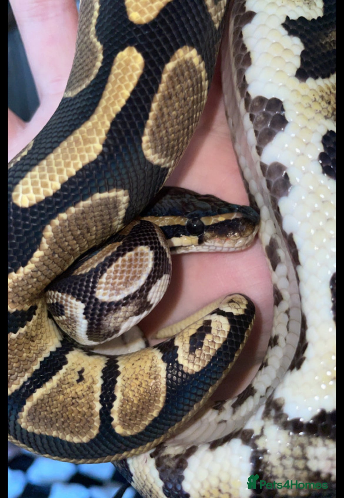 Python Snake reptiles for sale: Ball pythons for new home/s - Advert 4