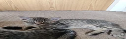 Mixed Breed cats for sale: Unique Tabby kittens   looking for a forever home  in Doncaster - Advert 27