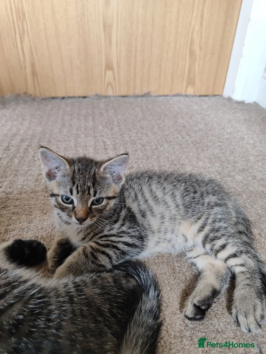Mixed Breed cats for sale: Unique Tabby kittens   looking for a forever home  in Doncaster - Advert 27