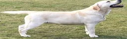 Labrador Retriever dogs for sale: 💛CHUNKY YELLOW LABS DUE 11TH SEPT💛 - Advert 8