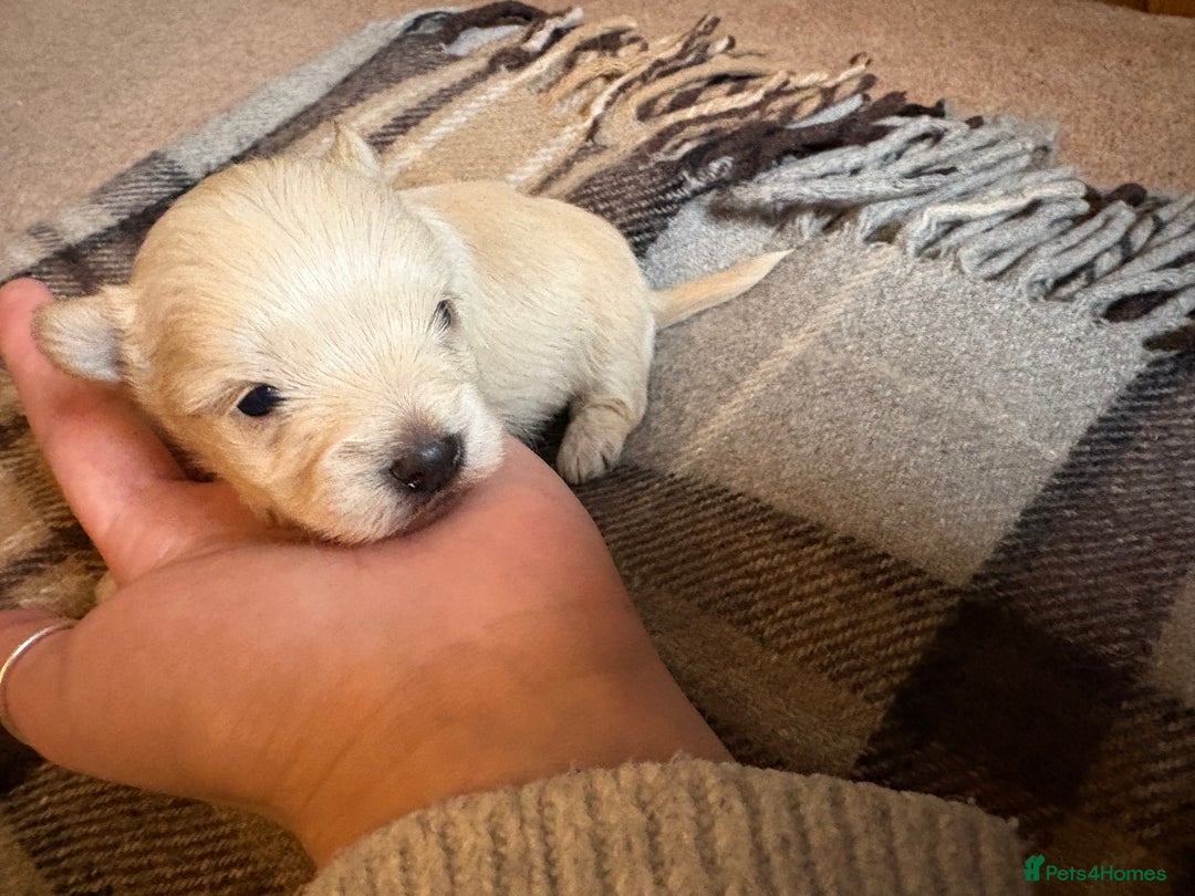 Yorkshire Terrier dogs for sale: Miniature Yorkshire terrier puppies for sale - Advert 10