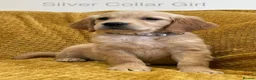 Golden Retriever dogs for sale: Quality litter of KC reg Golden Retriever puppies - Advert 21