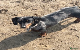 Miniature Dachshund dogs for sale: Miniature dachshund FEMALE  - Image 8