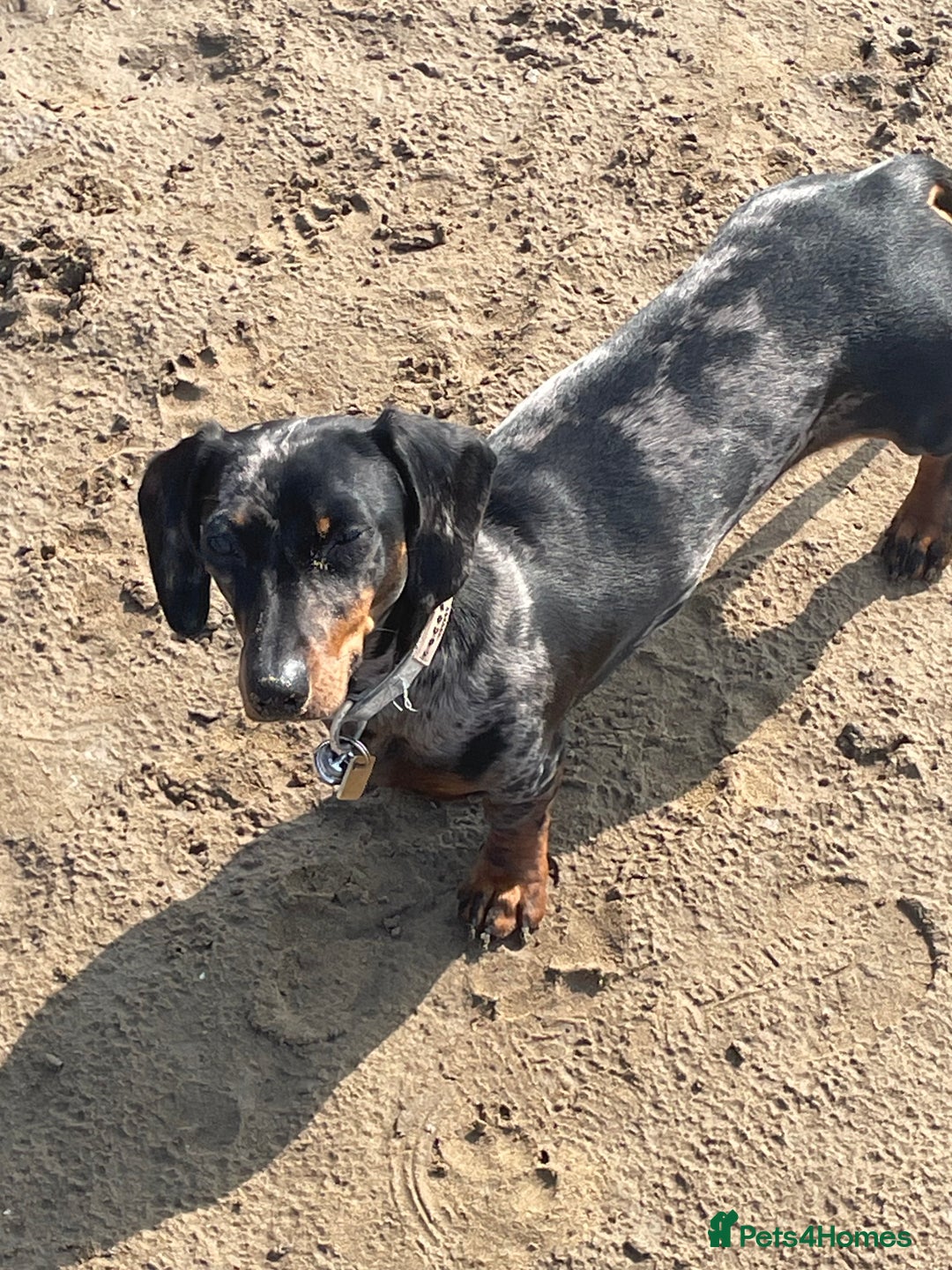 Miniature Dachshund dogs for sale: Miniature dachshund FEMALE  - Image 8