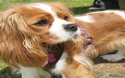 Cavalier King Charles Spaniel dogs for sale: Milly and Blossom - Image 6