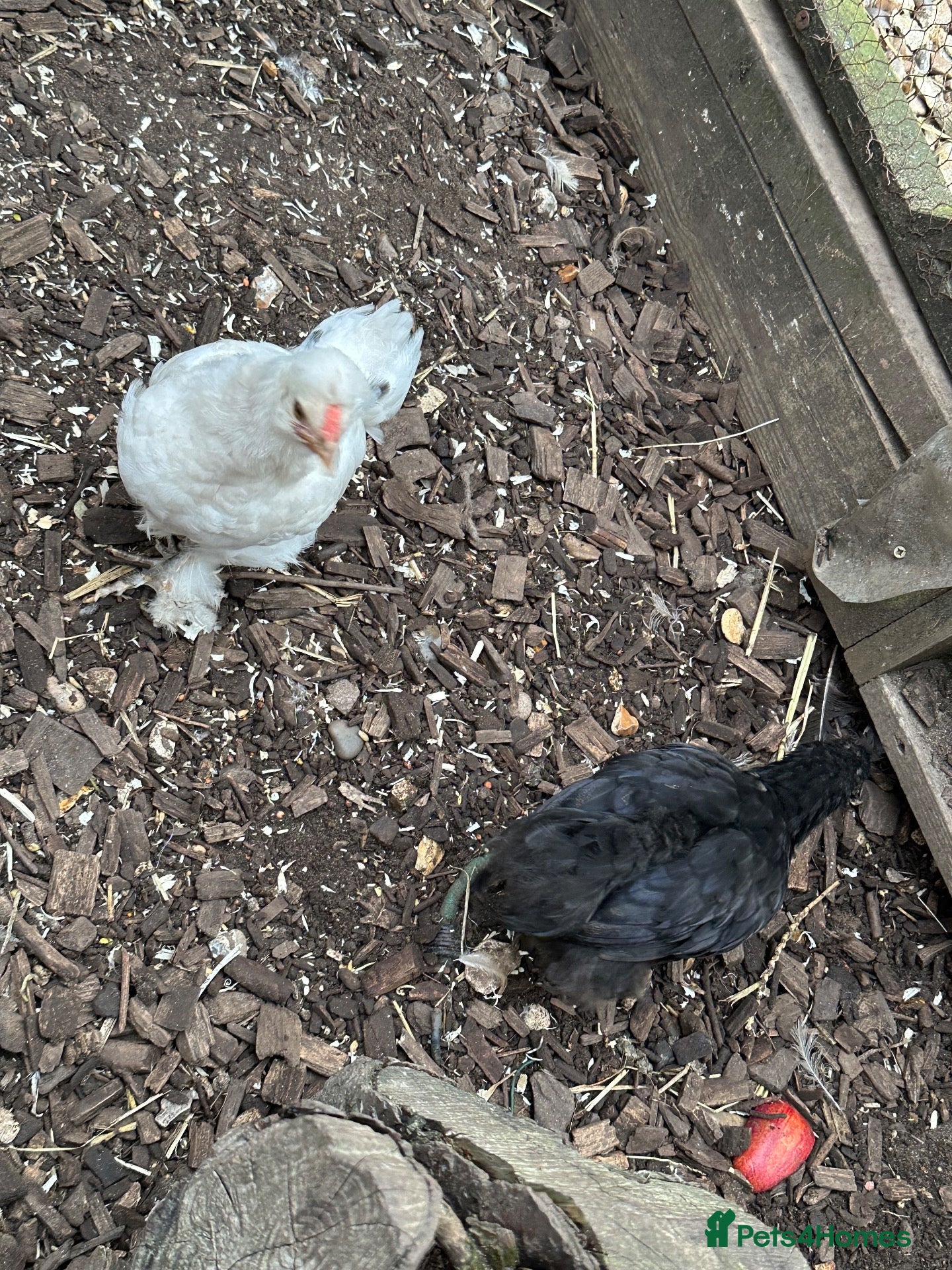 Chickens poultry Silkie cross Pekin boys - Advert 2