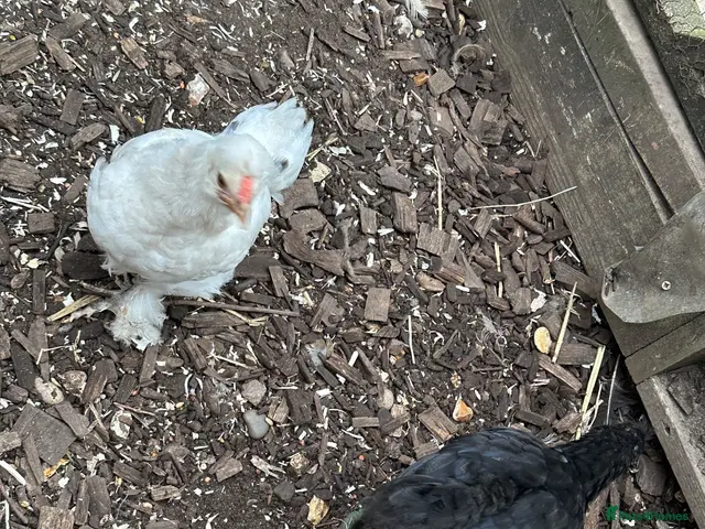 Chickens poultry for sale: Silkie cross Pekin boys - Advert 2