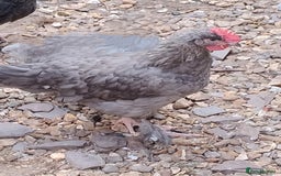 Chickens poultry for sale: Rare Silver French Marans Pair - Image 2