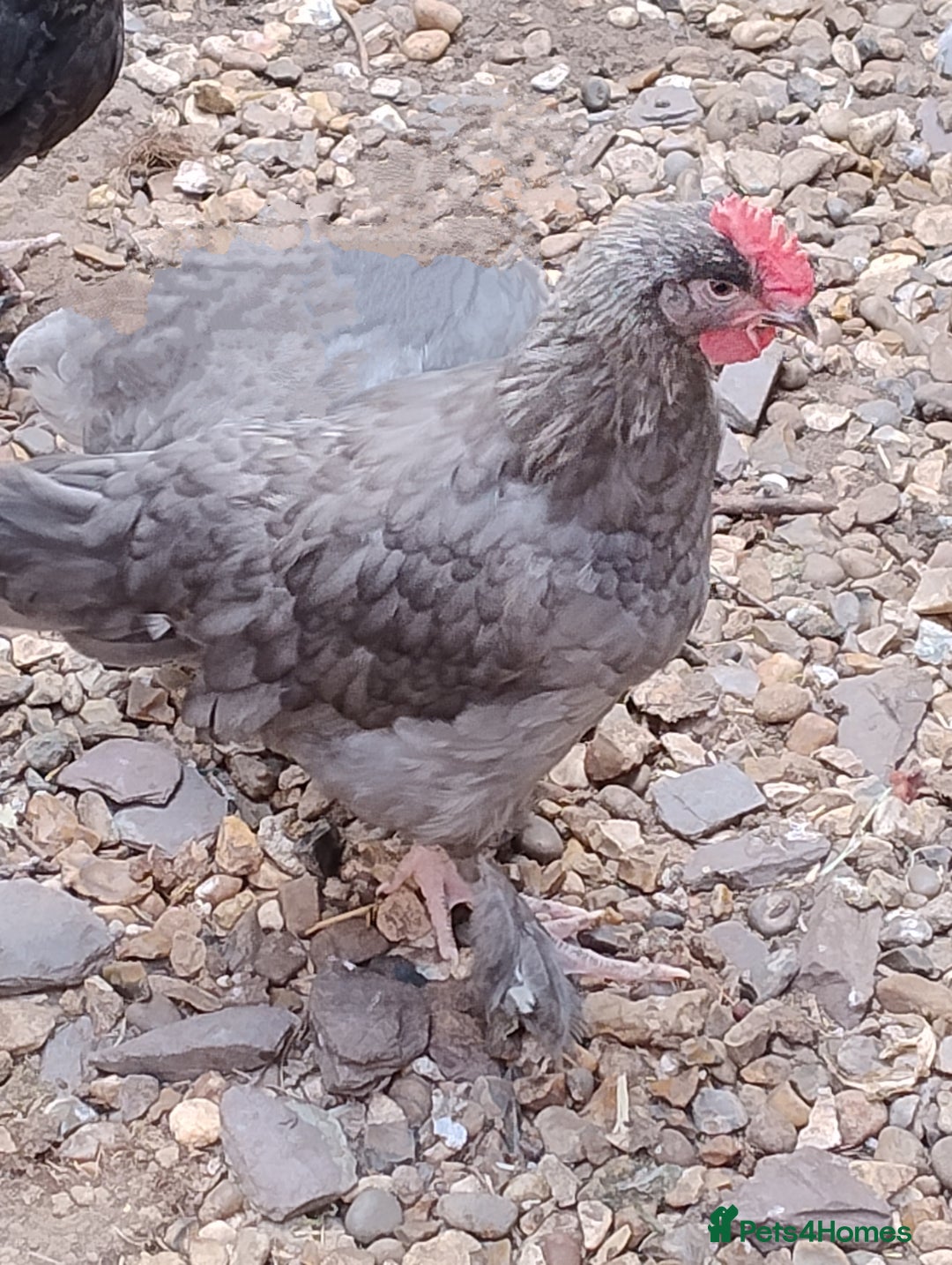 Chickens poultry for sale: Rare Silver French Marans Pair - Image 2