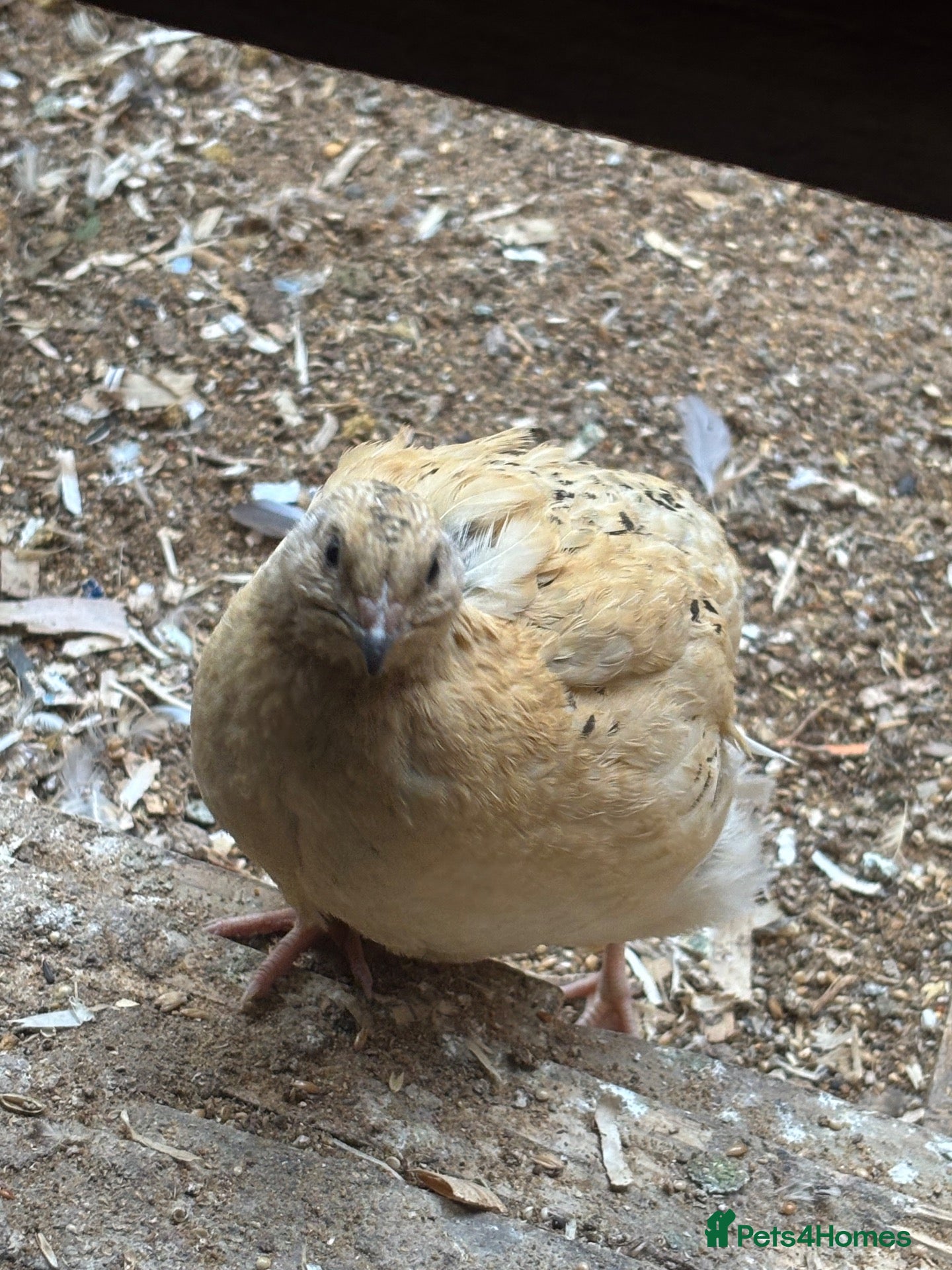 Quail poultry Quails  - Advert 1