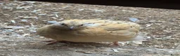 Quail poultry for sale: Quails  - Advert 1