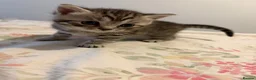 British Shorthair cats for sale: British shorthair x Russian blue kittens in Poole - Advert 5