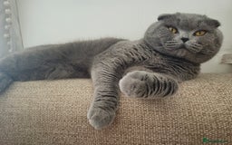 Scottish Fold cats for sale: Male Scottish Fold - Image 2