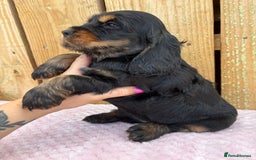 Cocker Spaniel dogs for sale: 1 male left! Top quality 100% show lines  - Image 14