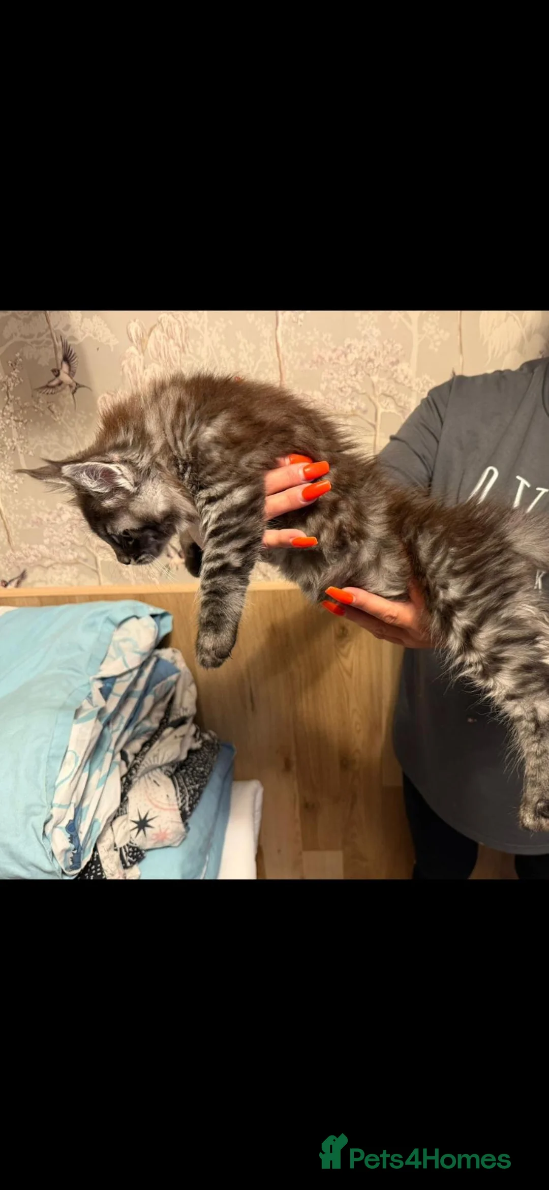 Maine Coon cats for sale: Maine Coon Registered TICA - Advert 2